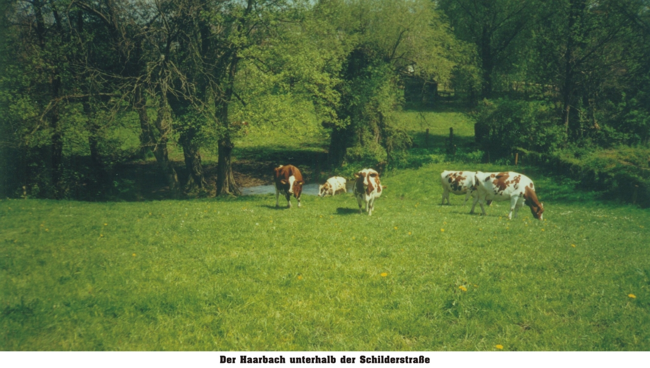 bild111.jpg